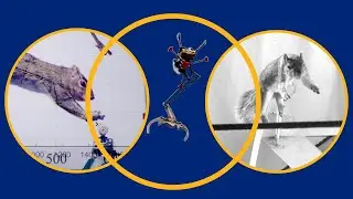 Berkeley researchers designed this robot to jump like a squirrel