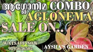 ആഗ്ലോനിമ കോമ്പോ കിടിലൻ വിലക്കുറവിൽ |AYSHAS GARDEN 