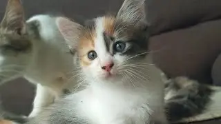 Cats & kittens are 825 & 734 & 660 & 577 & 476 & 459 & 411 & 335 & 220 & 182 & 82 & 242 &176 &74&40d