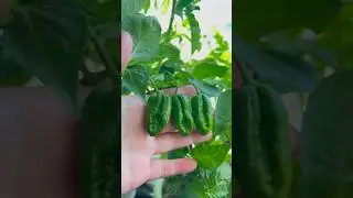 Unbelievable amount of naga chilli from overwinter plant #foryou #garden #gardening #viral #shorts