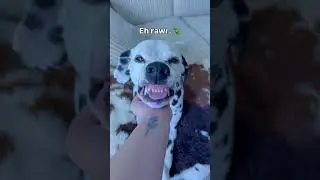 То, что, как мне кажется, творится в голове моей собаки #смешно #собачьишорты #собачьяжизнь #смеш...