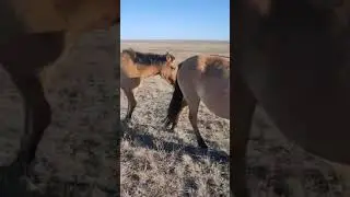 #horse #кони #automobile #лошади #animals #ehorses #equestrian #корова #cow #stallion