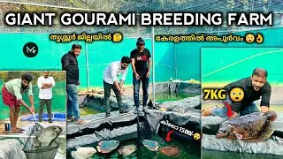 GIANT GOURAMI BREEDING FARM KERALA. മീൻവളർത്തലിലെ വിജയഗാത 😲👌