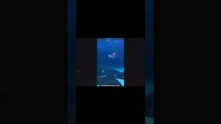 Relaxing video with sea creatures 