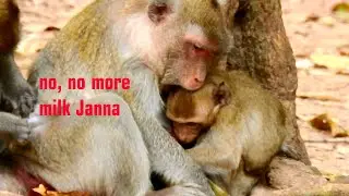 Oh, Mom Jane just warning milk big girl Janna BUT Janna still milking full. Tiny Jody not care milk.