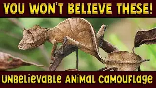 Unbelievable Camouflage: 25 Animals That Blend Perfectly with Their Environment