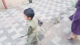 Kids playing with puppies 🐶 |dogs 