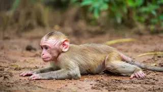 A Fragile Life: A Baby Monkey Alone in the Wilderness