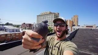Trapping Pigeons in the City!! (We Got Em!)