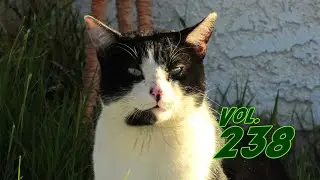 The Mad Katter Vol. 238 (cat)
