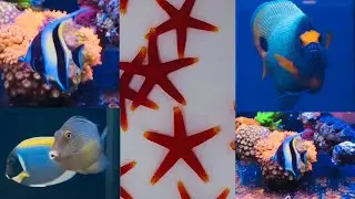 Saltwater Aquarium Life | Episode 8 of 16🐟🐠❤️#aquarium #fish