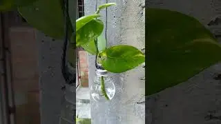 Bulb hanging planter# shorts#youtubeshorts