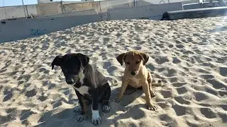 I Fed Hungry Street Puppies Who Were Surviving on Garbage 😢🐶