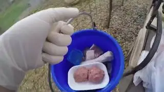 Feeding a LION and TIGER - Cameron and Zabu