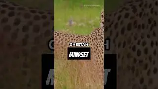 cheetah #mindset #motivation #cheetah #motivational #cheetahs #trending #shorts #shortsfeed #usa