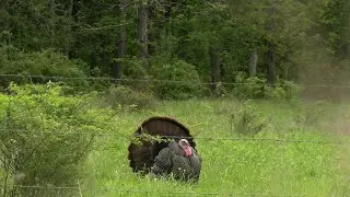 SCOOT and SHOOT TURKEY HUNTING