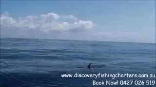 Beautiful Dolphin Discovery Fishing Charters