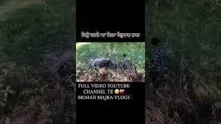 ❤️&zwj;🩹😔#views #views #wahguru #punjabisong #viral #respect #respectanimals #like #subscribers