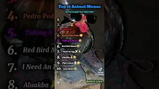 Top 10 Animal Memes
