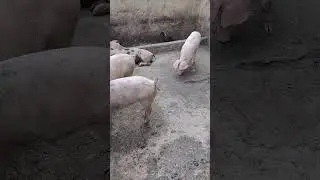 #suino #suino #pig #animals #pigfeed #piggy