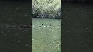 Geese&rsquo;s