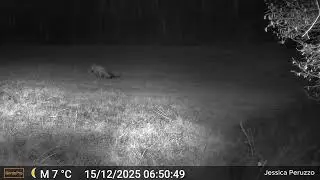 Lupo ritorna su camoscio predato - Prov. Vicenza