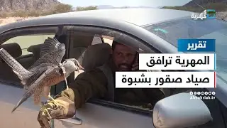 المهرية ترافق صياد صقور في شبوة وتوثق لحظة اصطياد الصقر شاهين
