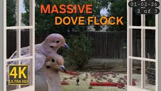 Overcast Day Bird Feeders &ndash; Calm Doves Eating | Ambient TV ASMR (No Music)