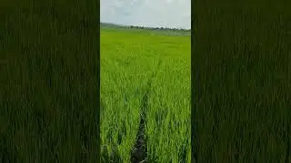 ki sundor dresho dakhun bondhura 😲 dekte ki sundor lagche ☺️#viralshort