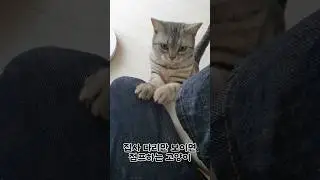 집사 다리에 올라가고 싶은 고양이 #고양이 #catjump