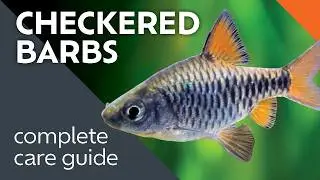 Checkered Barb Care Guide: What I Learned Keeping This Schooling Fish