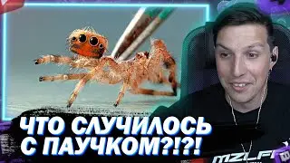 МАЗЕЛЛОВ СМОТРИТ ЧТО-ТО ПРОИЗОШЛО С ПАУКОМ РОДРИГО / СЛИВКИ ШОУ