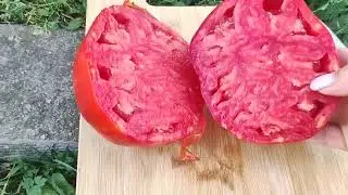 Сорт томата -Большая красная кукла (Big Dolly Red)👍👍👍