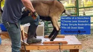 Benefits of a Stanchion for Goat Hoof Trimming, Milking, and Medical Needs