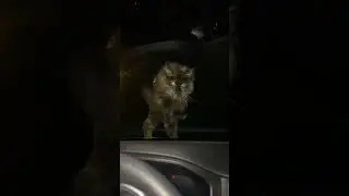 Cat paws at windscreen trying to get in car in Kung&auml;lv, Sweden