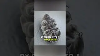 Water Bear | The Most Resilient Animal In The Universe