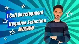 T cell Development and Maturation | Negative Selection of T cells | Central Tolerance | Immunology