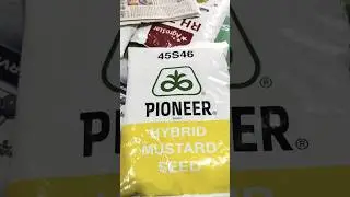 PIONEER HYBRID MUSTARD SEED 🌱 45S46 ll Original Seeds  RS:-1060₹  #Pioneer #mustard #seeds