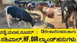 ಈ ಬ್ಯಾಚ್ ಸಾಹಿವಾಲ್, ಪಡ್ಡೆ HF ಹಸು, ಗೀರ್ಲ್ಯಾಂಡ್ ಹಸುಗಳು ಸಿಗುತ್ತಿವೆ/ all over Karnataka delivery