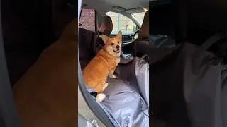 Автогамак PET BED защитит салон авто и ваши нервы 😁👍🏻