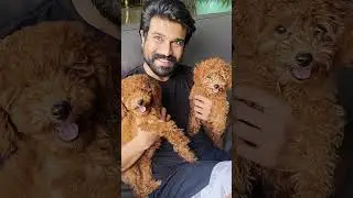Ram Charan with his dog Rhyme |Ram Charan playing with his pet dog #shorts #ramcharan #rrr #doglover