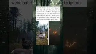 Finland&rsquo;s Glowing Deer Turn Night Roads into a Surreal Sight