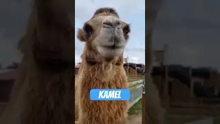 Das Kamel &ndash; der flauschige Endgegner der W&uuml;ste