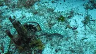 Snake Eel searching for food