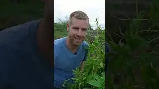 A Suspicious Looking Vegetable With Many Uses - Caigua - #shorts