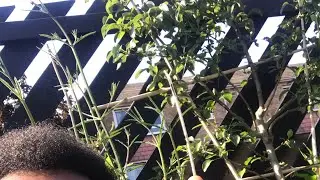Manor Park Community garden 🪴