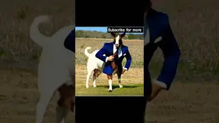 a goat convert into a gentle goat #ai #goat #shorts #animation #ytshorts #viral