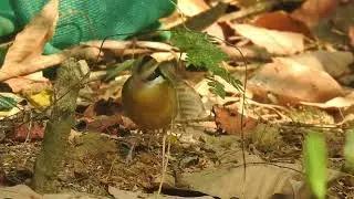 Indian Pitta | Rare Birds of Thattekad Bird Sanctuary |  Salim Ali Bird Sanctuary Kerala