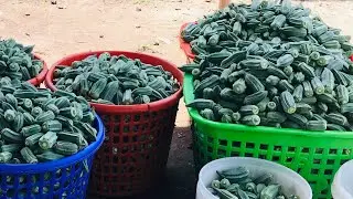 When And How To Extract Your Own Dried Okro seeds
