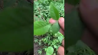 Koovalam vilvam Aeagel marmalos indian bael tree leaves for shiva pooja  has medicinal qualities